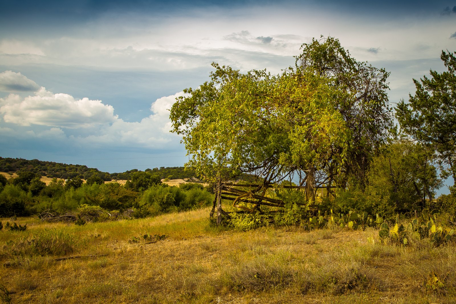 The Art of Carol Fox Henrichs